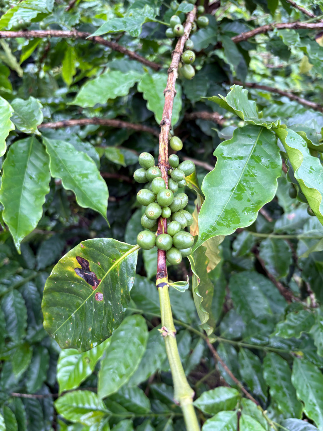 How Elevation & Climate Shape the Flavor of Coffee