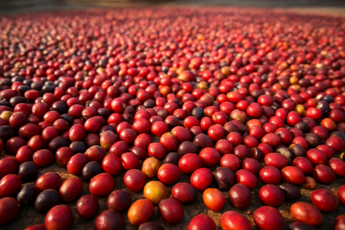 From Bean to Brew: How Coffee Processing Shapes Flavor